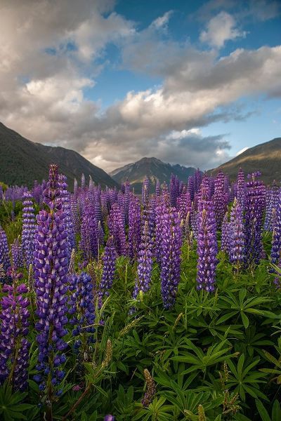 South Island Lupine blooming in valley